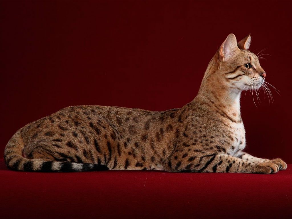 Most Expensive Cats In The World